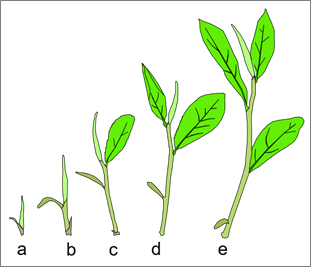 Tea Crop Cycles